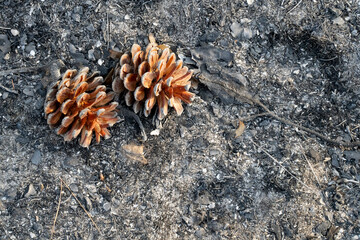 Pine Cones after a Wildfire
