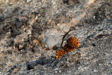 Pine Cones in the Ashes after a Wildfire
