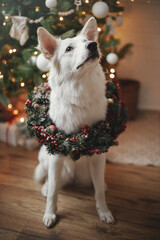 Adorable dog in christmas wreath sitting on background of christmas tree with gifts and lights. Portrait of cute white dog wearing xmas wreath in festive scandinavian room. Happy Holidays!