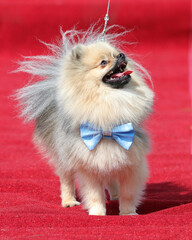 Pomeranian dog in fancy dress walks the red carpet