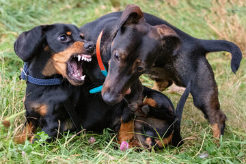 Dog aggression, no harm done
