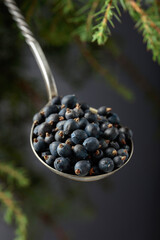 Old spoon with seeds of juniper on a dark background.