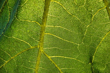 Skelett vom Blatt der Sonnenblume