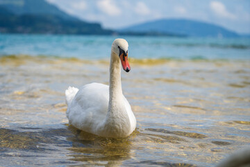 Fototapeta premium Graceful Swan on a lake in Austria