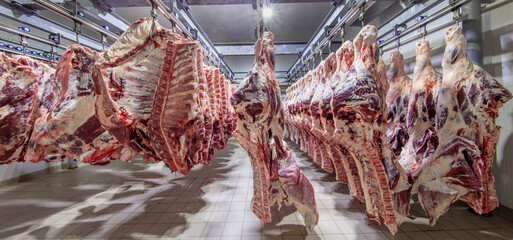 At the slaughterhouse, Carcasses, raw meat beef, hooked in the freezer. Close up of a half cow chunks fresh hung and arranged in a row in a large fridge in the fridge meat industry. Halal cutting.