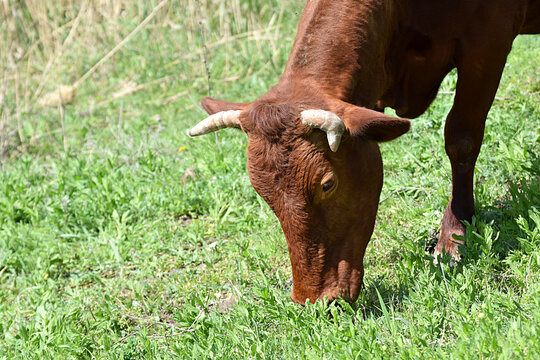 A brown cow grazes in a meadow.