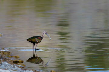 White-faced Ibis at Eagle Lake in Lassen County, California, USA. 