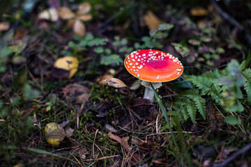 Fly agaric (Amanita Muscaria) mushroom in the forest. Red cap mushroom close up.