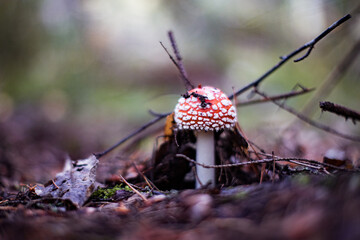Fly agaric (Amanita Muscaria) mushroom in the forest. Red cap mushroom close up.