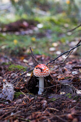Fly agaric (Amanita Muscaria) mushroom in the forest. Red cap mushroom close up.