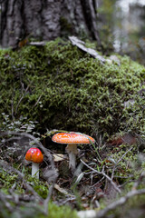 Fly agaric (Amanita Muscaria) mushroom in the forest. Red cap mushroom close up.