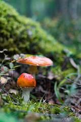 Fly agaric (Amanita Muscaria) mushroom in the forest. Red cap mushroom close up.