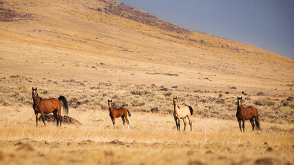 This image captures 4 wild horses on a hillside in the Smoke Creek Desert in Lassen County, California, USA. 