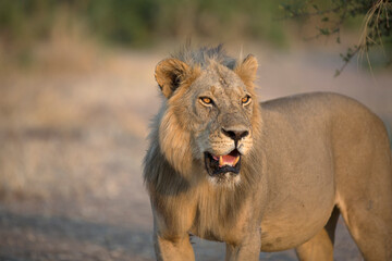 Obraz premium African lion portrait with sunlight in his eyes