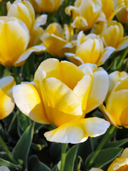 yellow tulips in the garden