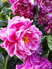 pink and white flowers pionies