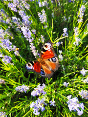 butterfly on the flowers