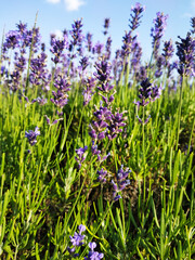 lavender flowers in the garden