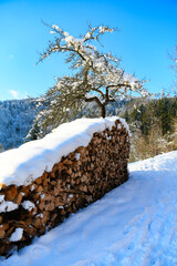 winter landscape, snow covered firewood and tree in winter in Germany, Black Forest