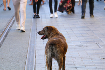 03.08.2021 Taksim Turkey: Domestic and foreign tourists wearing masks during the coronavirus period are walking in Taksim, the most crowded district of Istanbul. stray dog ​​lying on the ground