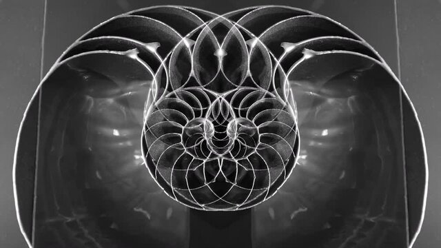 Composite 4k UHD footage amazing spiral fossilized Nautilus shell cut in half with mesmerizing reflections inside