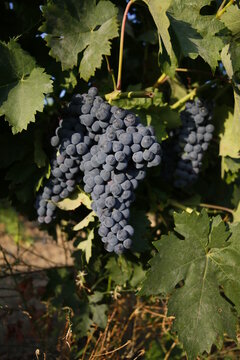 Uvas, vi&ntilde;edos, vendimia