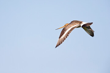 A black-tailed godwit (Limosa limosa) in flight.