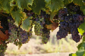 Uvas, viñedos, vendimia