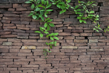climbing plants over brown stone masonry. Plants on a stone wall. Stone background.