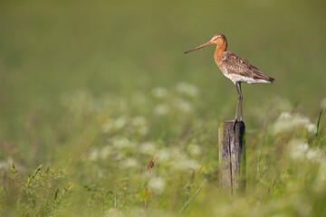 A black-tailed godwit (Limosa limosa) perched on a pole protecting its territory.