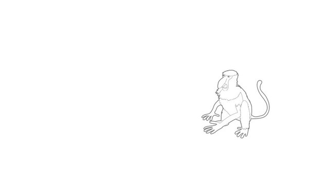 Nasalis monkey icon animation best outline object on white background
