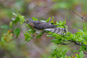 common cuckoo with catch. Mainly feeds on insects.is brood parasite.migratory bird to NMBS Nandur Madhameshwar, Nashik, Maharashtra, India