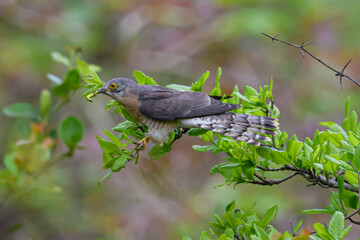 common cuckoo with catch. Mainly feeds on insects.is brood parasite.migratory bird to NMBS Nandur...
