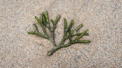 Alga