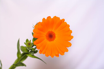 Flor anaranjada close-up - flor de caléndula sobre blanco - flor anaranjada fondo blanco - planta de sol - planta de interior anaranjada - planta medicinal