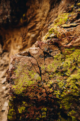 Lichen on Red Rock / Stone