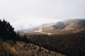 Foggy Winter Landscape