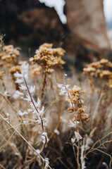 Dried Desert Plants