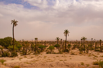 Fototapeta premium Palm Tree Oasis