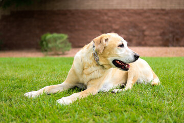 Labrador retriever on grass