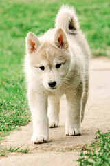 Obraz premium a small puppy of a hunting West Siberian husky is walking along the path. cute pet dog.