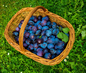 plain of plums in a basket