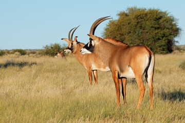 Rare roan antelopes (Hippotragus equinus) in natural habitat, South Africa.