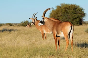 Poster Rare roan antelopes (Hippotragus equinus) in natural habitat, South Africa. © EcoView