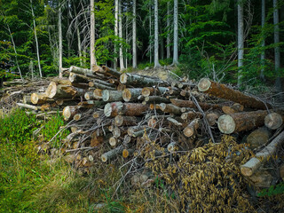 pile of firewood