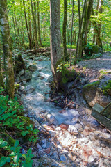 Obraz premium Malerwinkel - Rundwanderweg durch den Wald am Königssee