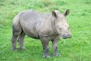 Baby White Rhino (8 months old)