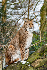 Naklejka na ściany i meble Eurasian lynx in forest habitat