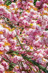 pink flowers are blooming on trees