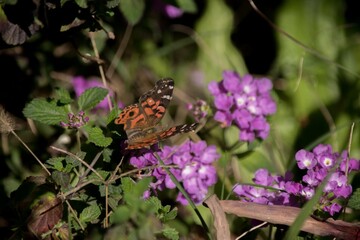Mariposa sobre una flor lila